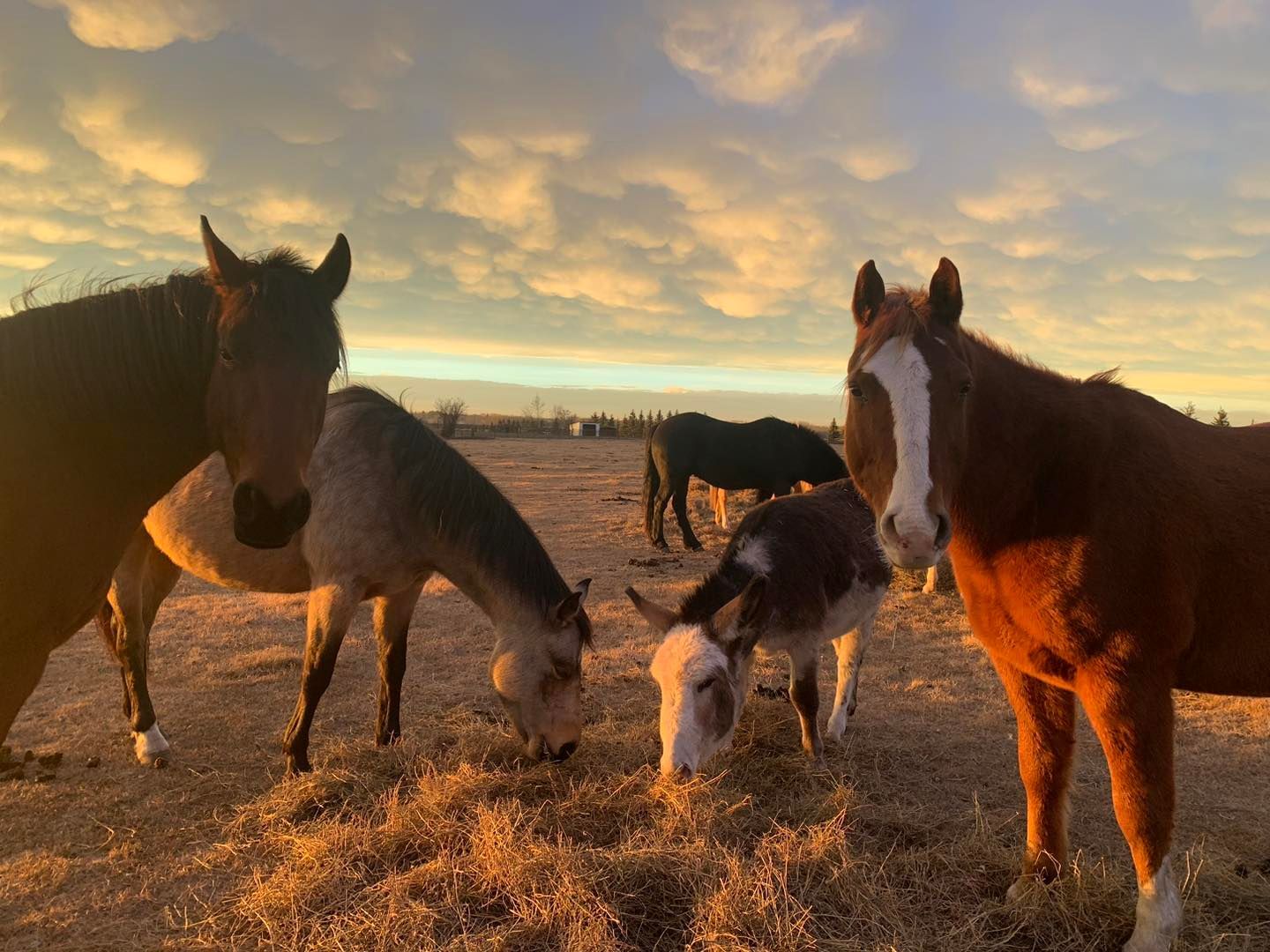 Horses and a donkey graze in a field at sunset, warm light illuminating their forms.