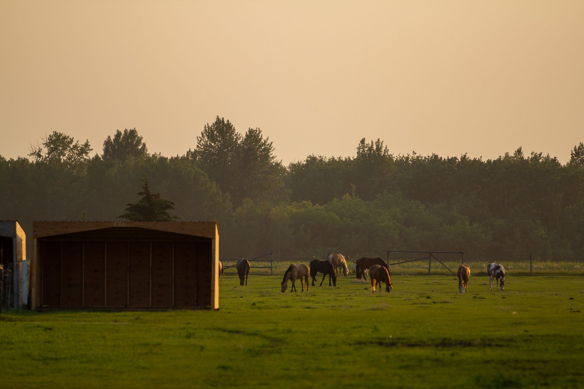 Horses grazing in a green field at sunset near a wooden shed and trees.