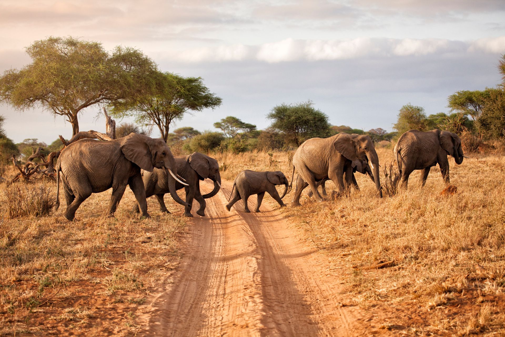 a herd of elephants walking down a dirt road .