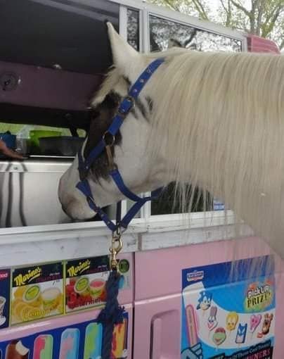 A white horse with a dark patch on its face wearing a blue halter, peering into the serving window of a pink ice cream truck.