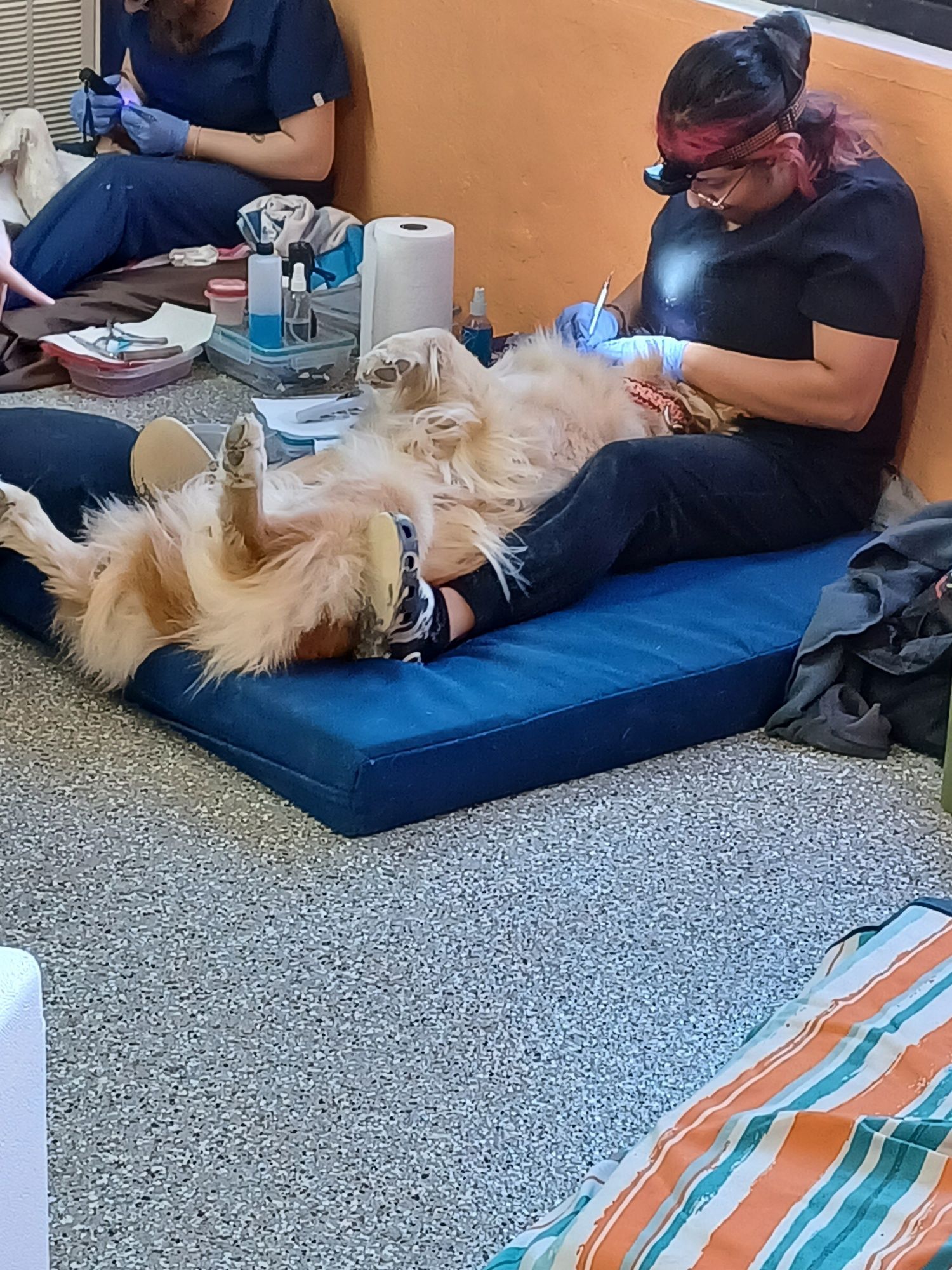 A woman is sitting on the floor with a dog on her lap.