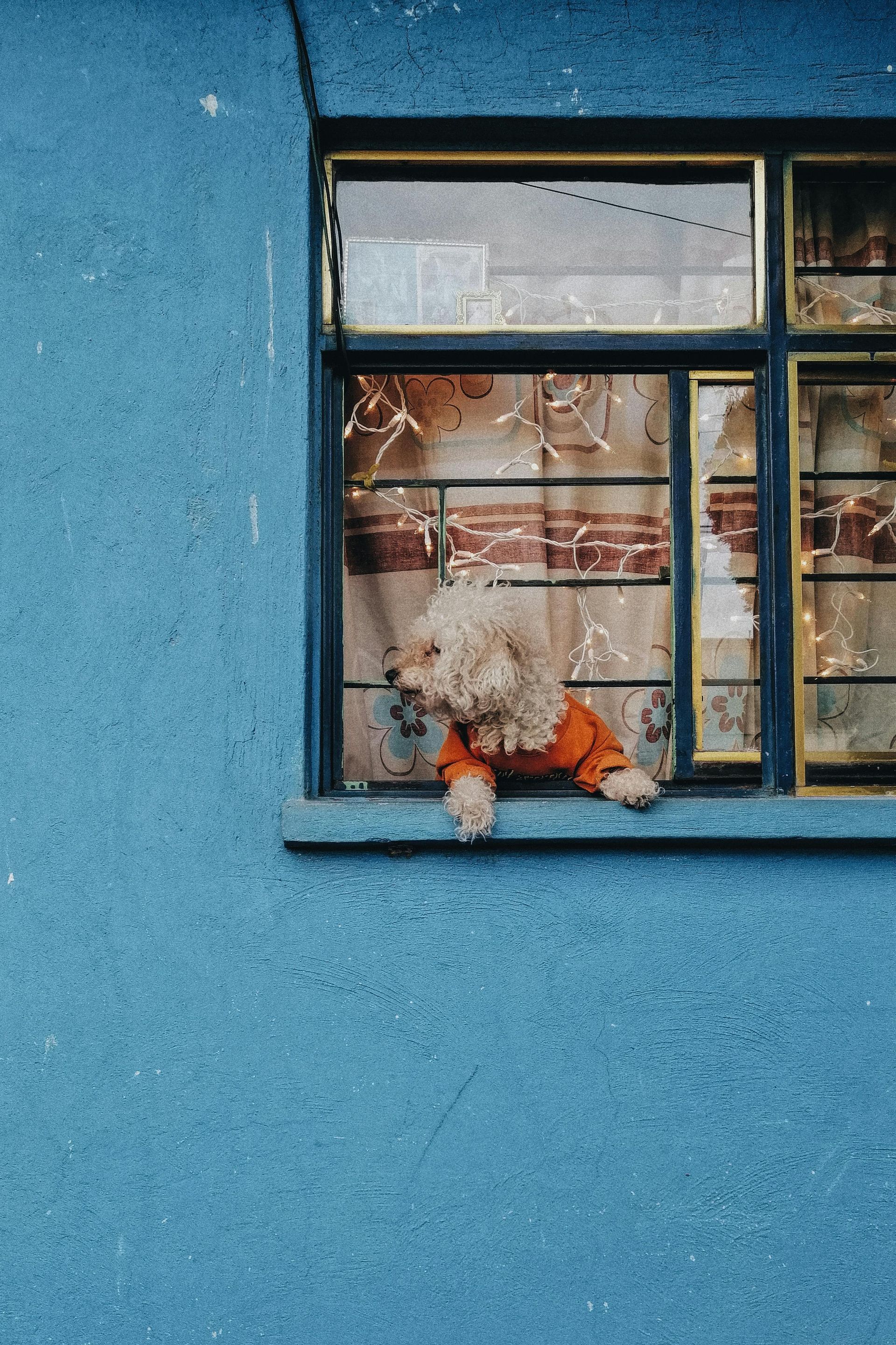 A small dog is looking out of a blue window.