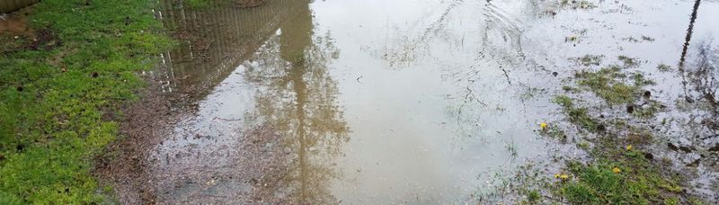 A muddy river with trees reflected in the water.