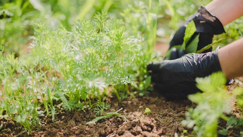 A person wearing black gloves is working in a garden.