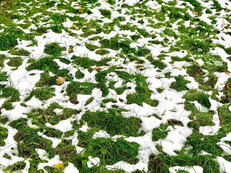 Snow is falling on a lush green field of grass.