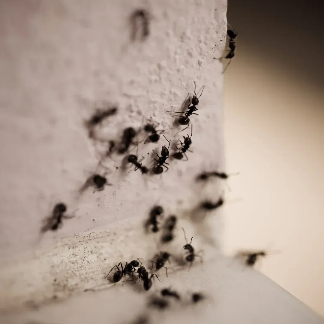 Black ants clustered on a white wall near a corner. Black ants clustered on a white wall near a corner.