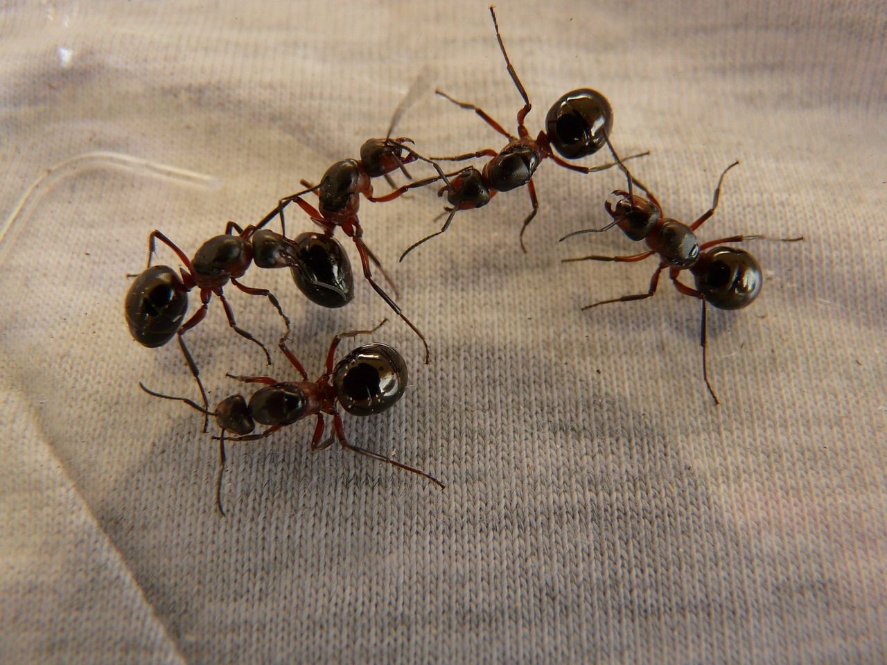 professional ant pest control in Phoenix 