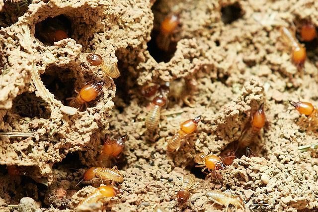 A group of orange-headed termites crawling on a textured, earthen mound or nest.