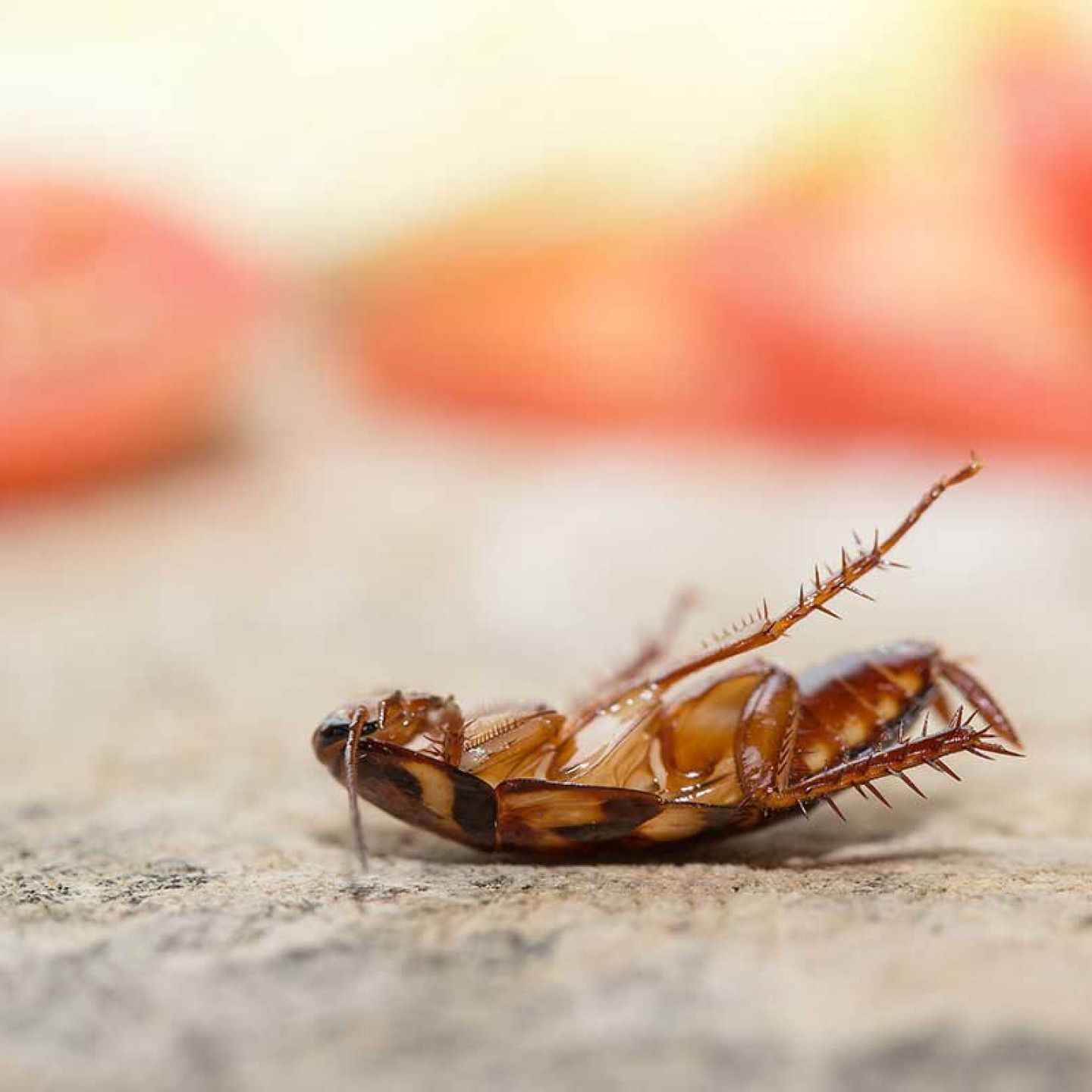 A brown cockroach lies on its back on a textured, light-colored surface with a blurred background.