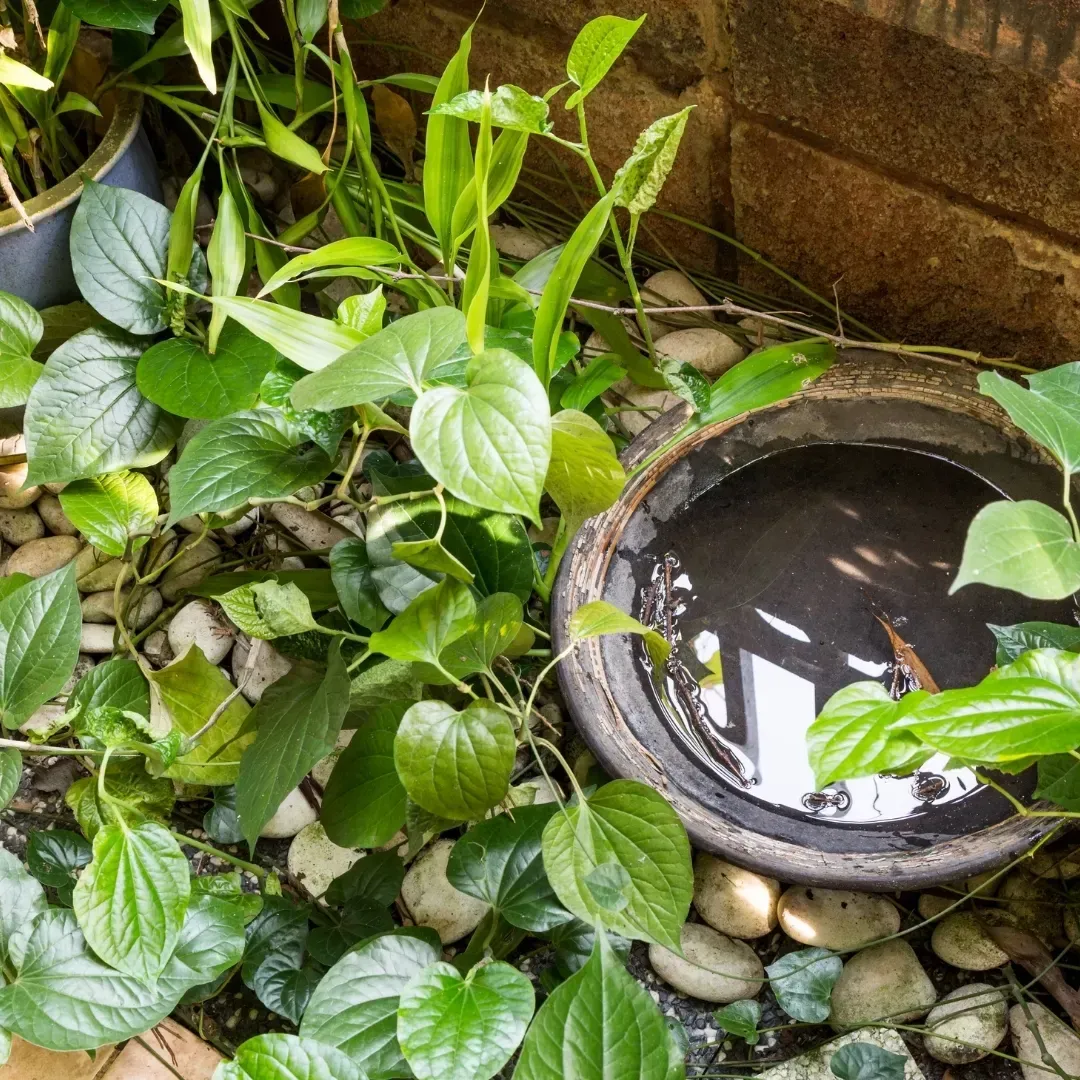 Potted green plants around a stone basin filled with water in a small garden corner Potted green plants around a stone basin filled with water in a small garden corner