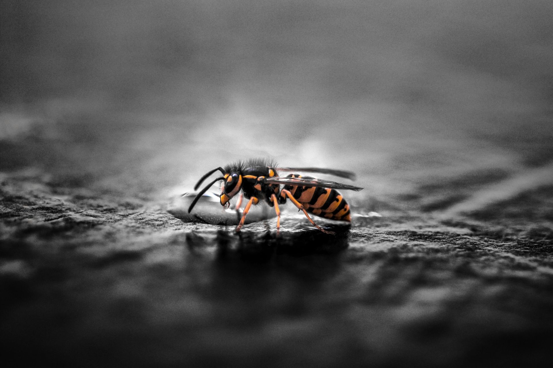 A black and white photo of a wasp sitting on a rock.