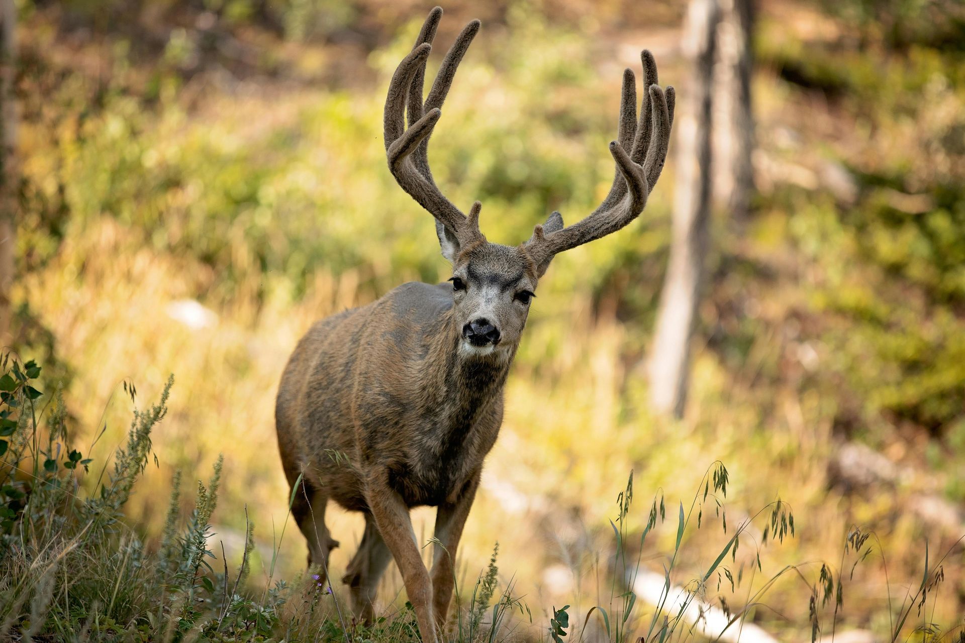 Mule deer hunting Alberta Canada