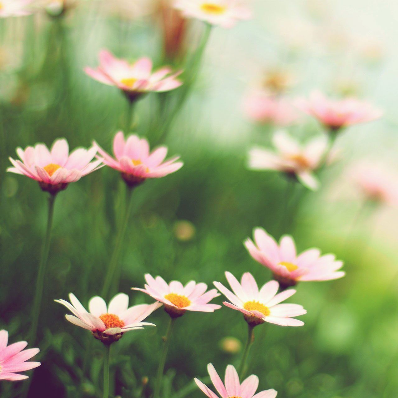 Margaret Flower — New Lenox, IL — A Fresh Cut Landscaping Margaret Flower — New Lenox, IL — A Fresh Cut Landscaping