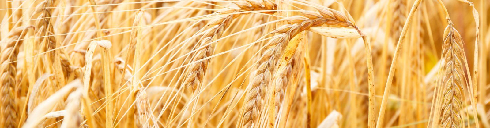 A Closeup of a Wheat Field on Victory Church's Website, Christian Church in Columbia, MO