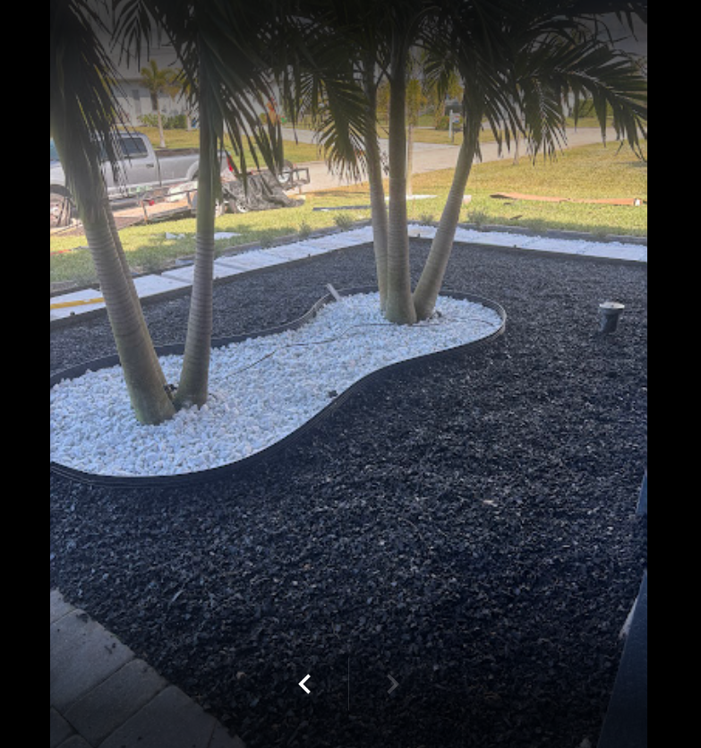 Palm trees with white pebbles in a black mulch bed, landscaping.