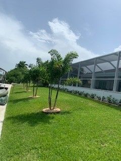 Row of small trees with green foliage in front of a house with a screened-in porch, on a sunny day.