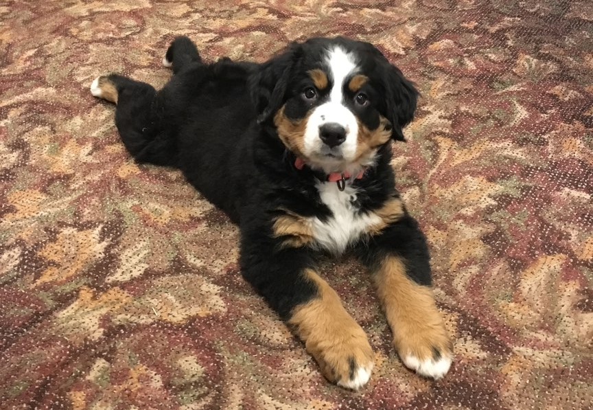 bernese mountain dog Mochi grief therapy support dog