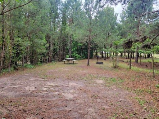 Wooded picnic area with a dirt clearing, picnic table, and fire ring