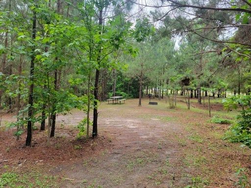 Wooded park clearing with pine and leafy trees, dirt ground, and picnic tables in the background