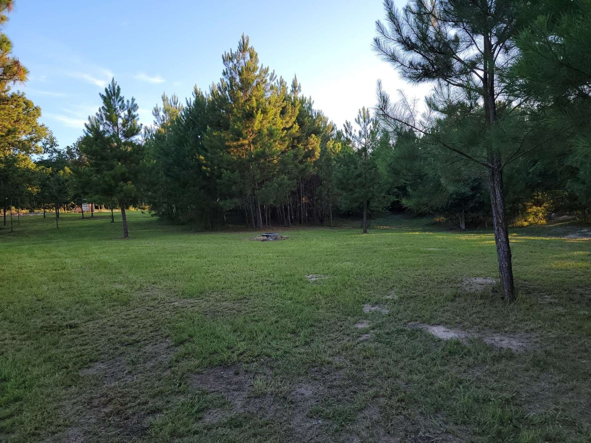 Grassy clearing with pine trees at the edge of a wooded park under a partly cloudy sky