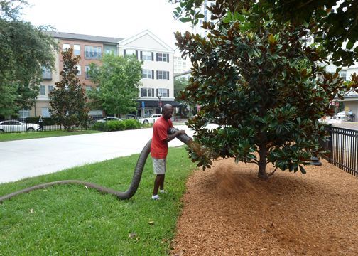 A man in a red shirt is blowing leaves from a tree