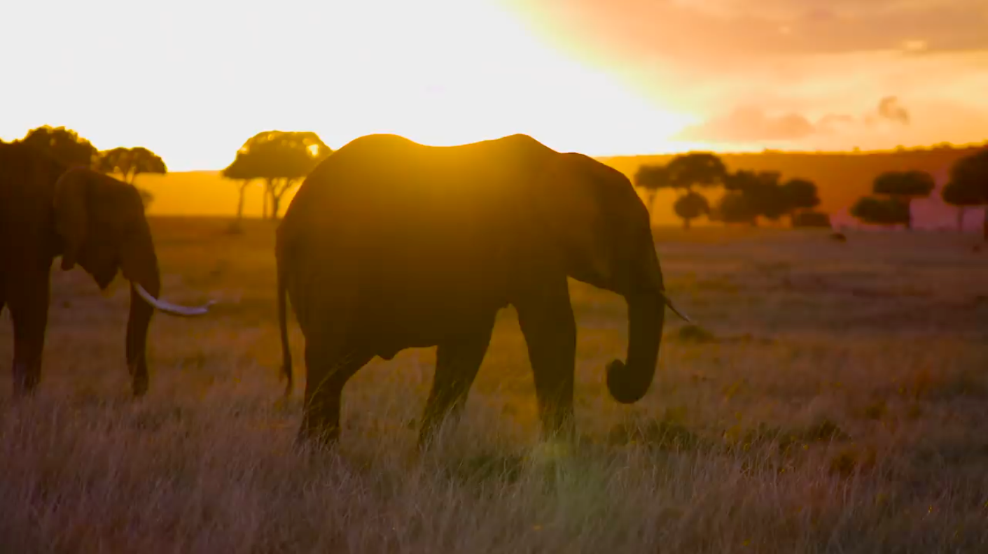 Elephants running through dust toward a watering hole in a dry, savanna landscape.