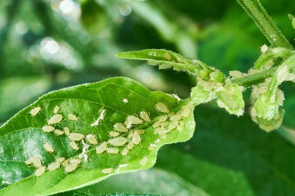 A close up of a green leaf with aphids on it.