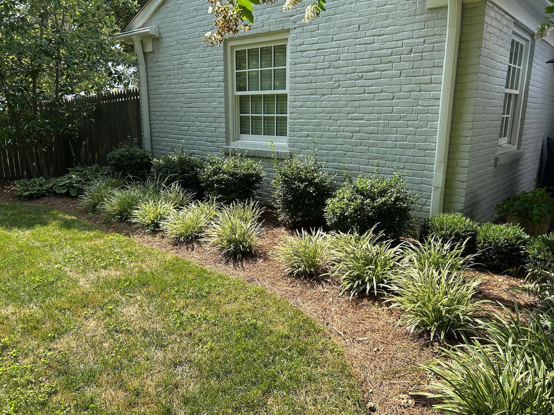 A garden with lots of plants and a tree in the background.