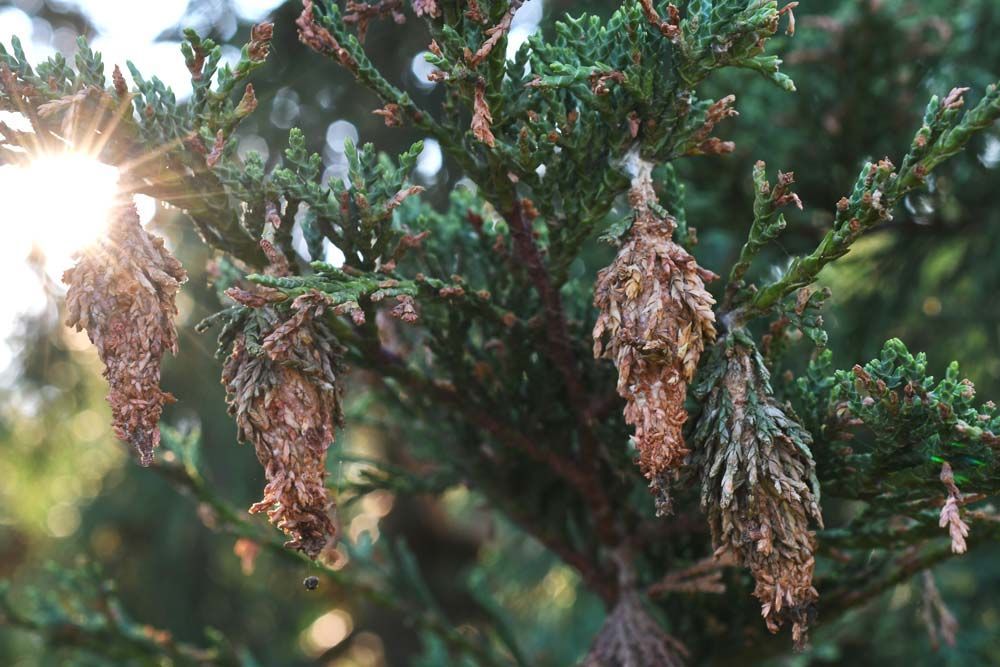 bagworms plant pests