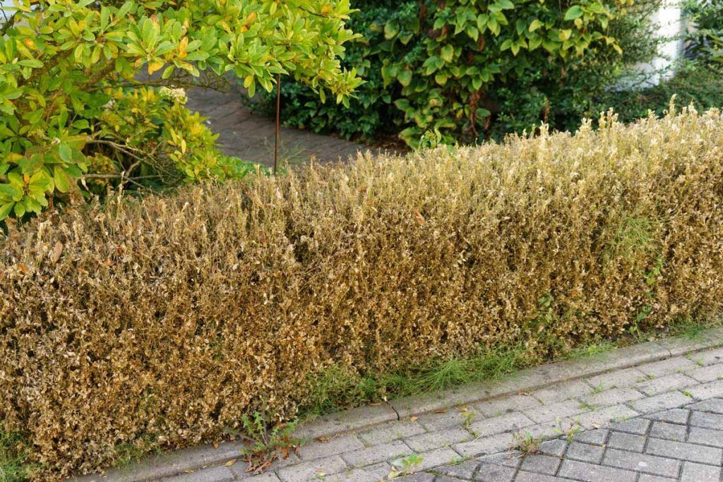 A hedge is growing on the side of a brick driveway.