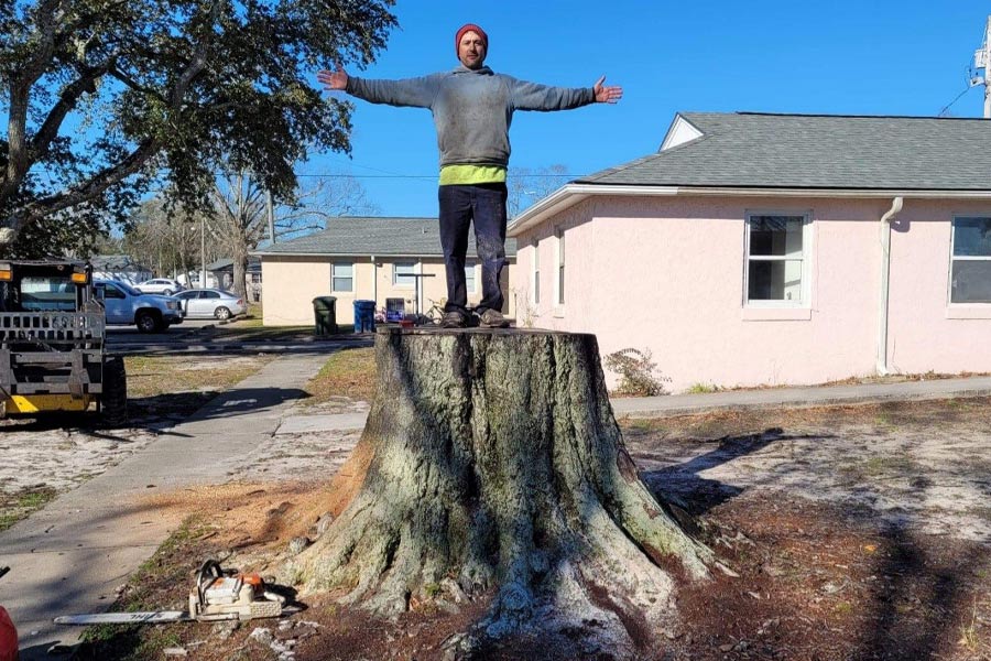 Professional Tree Services in Wilmington, NC