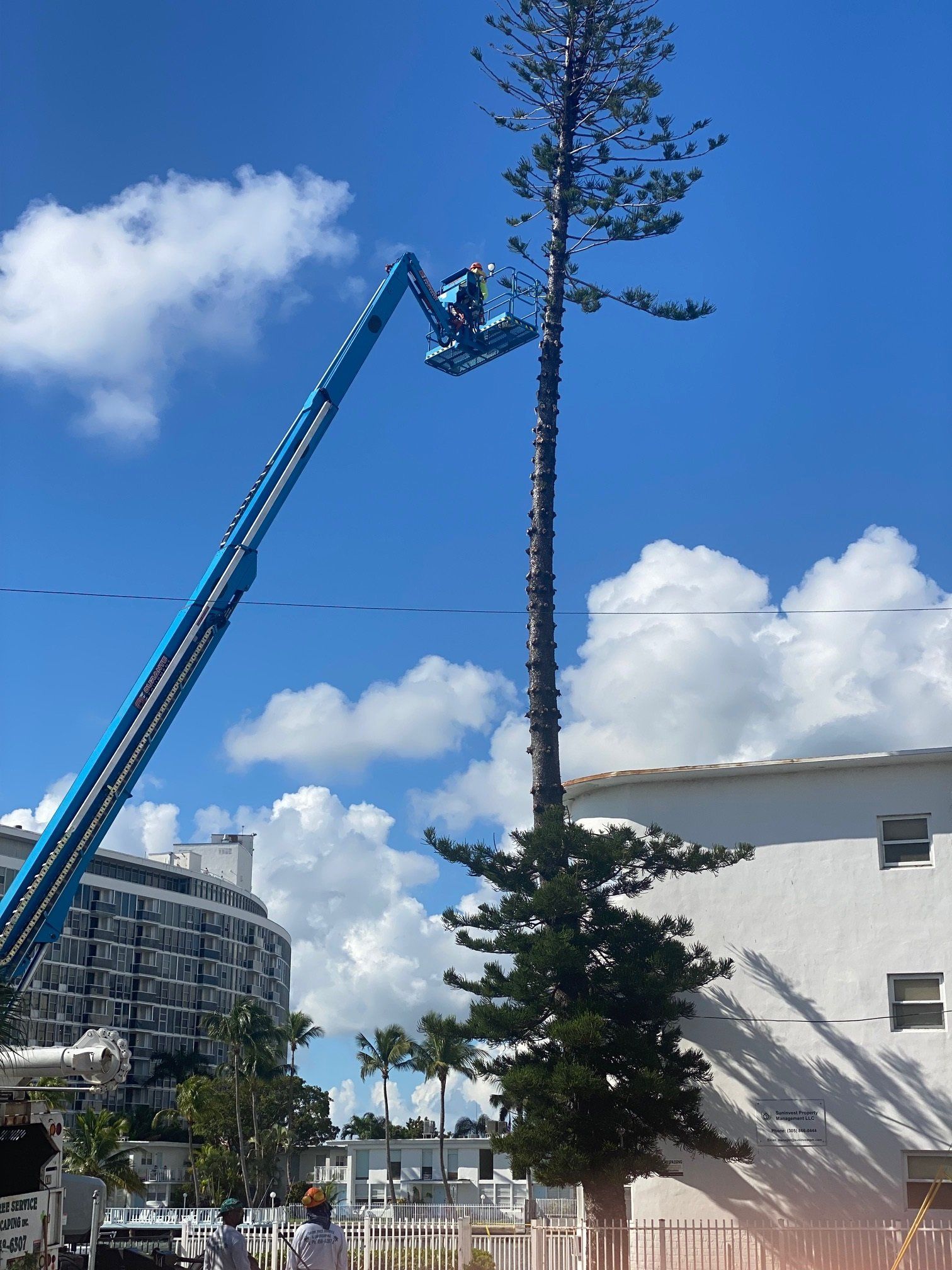 Tree Service Provider in South Florida
