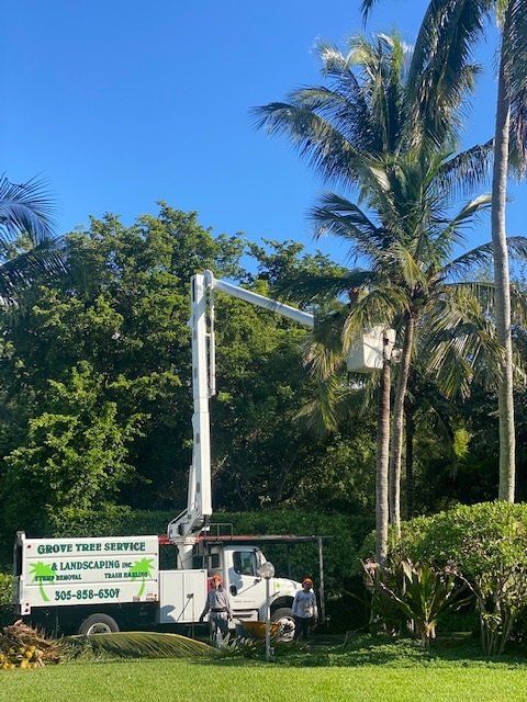 A white tree service truck with a lift pruning a palm tree in a sunny outdoor setting.