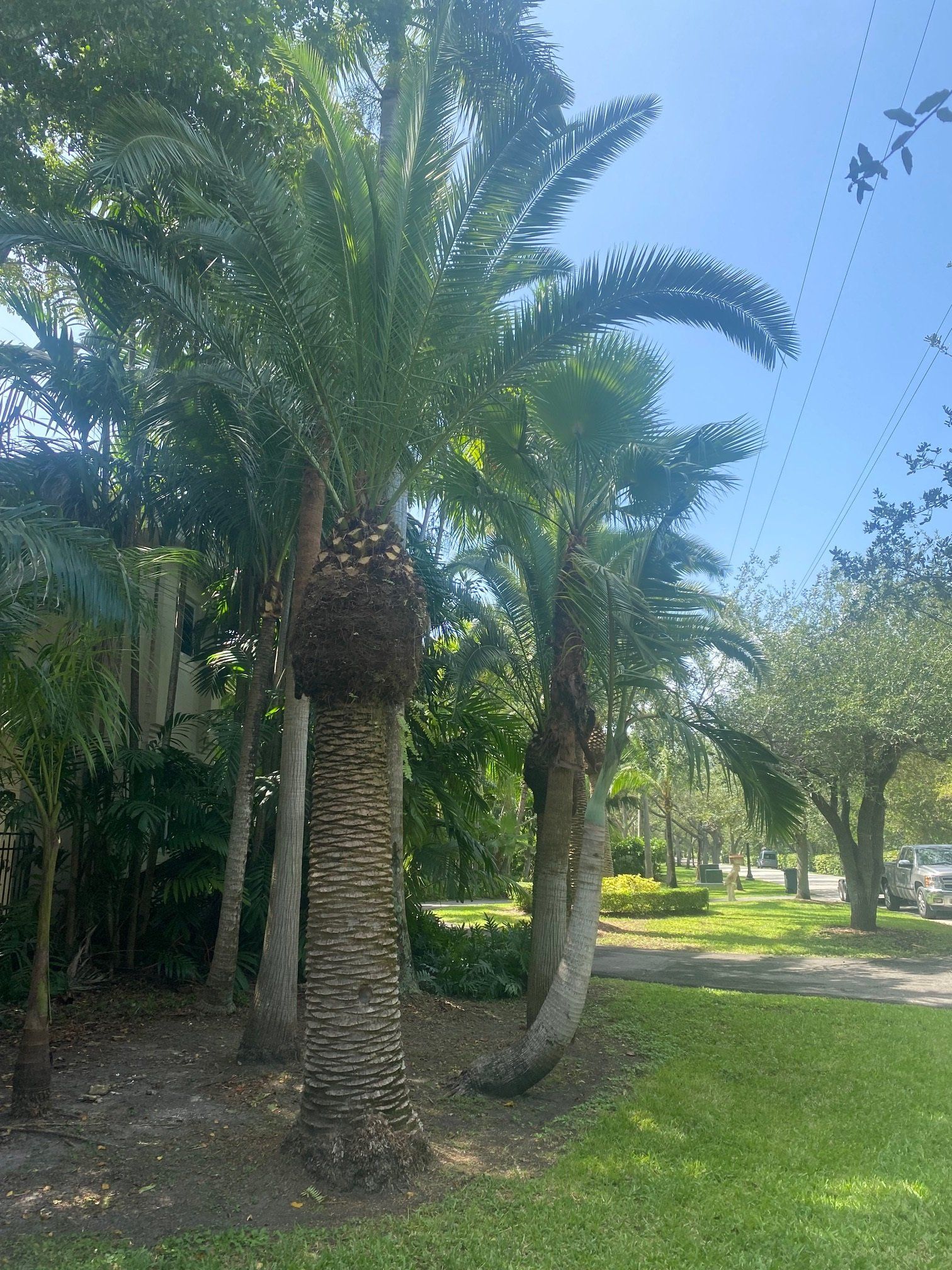 Palm trees with green fronds and textured trunks stand along a grassy lawn, under a blue sky.