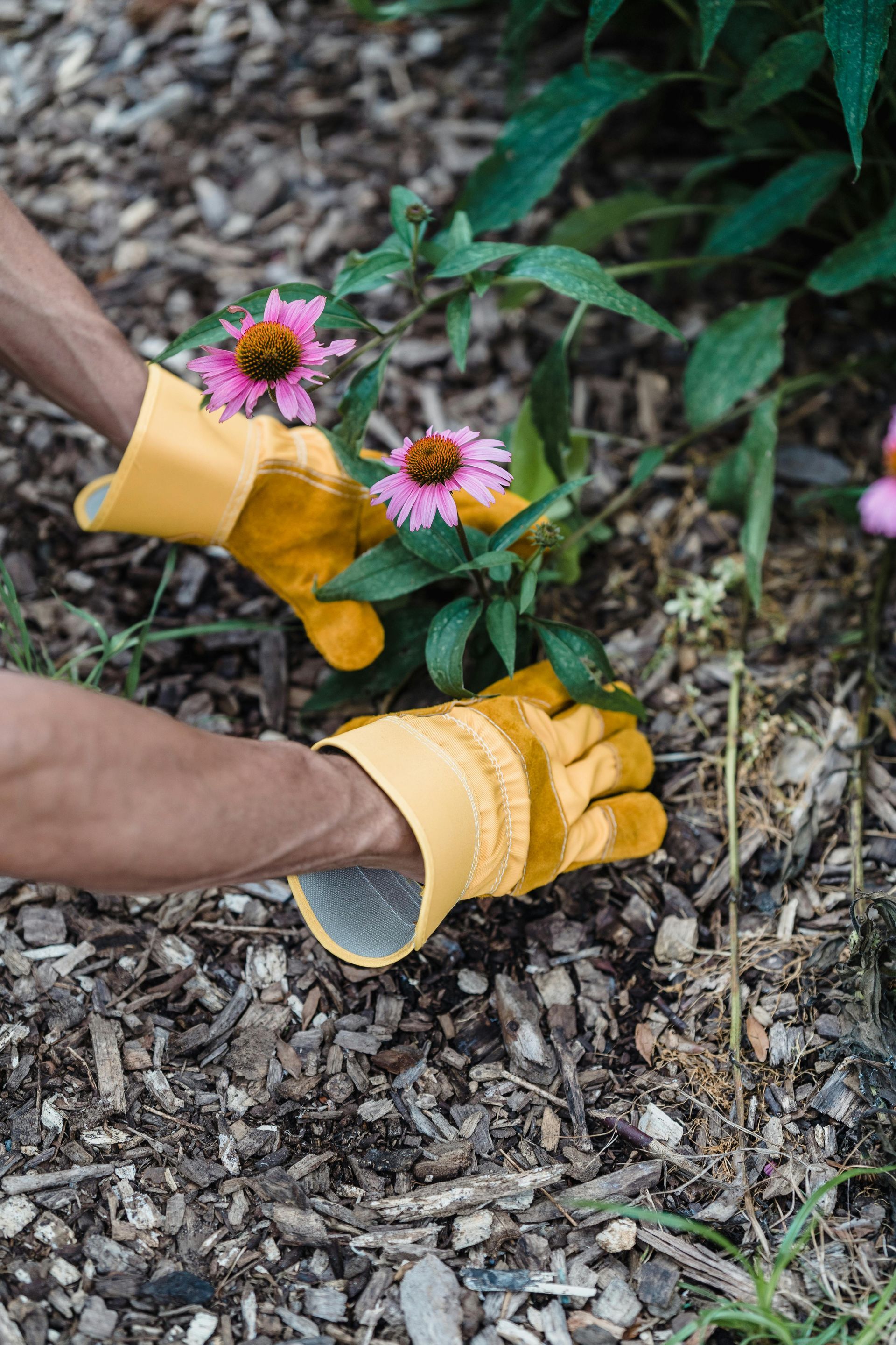 Gardener in yellow gloves tending pink flowers in a mulch bed.
