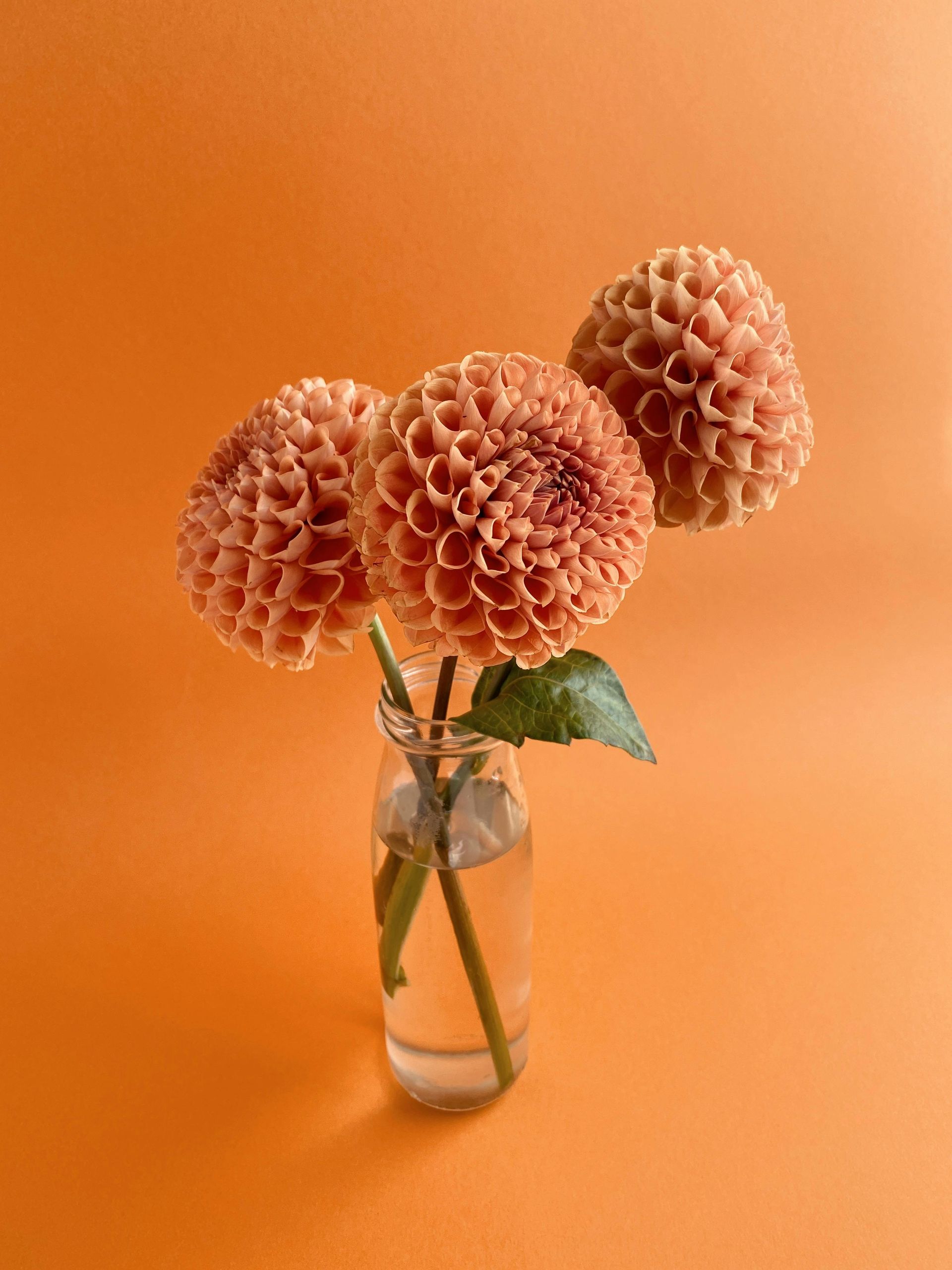 Three flowers in a glass vase on an orange background.
