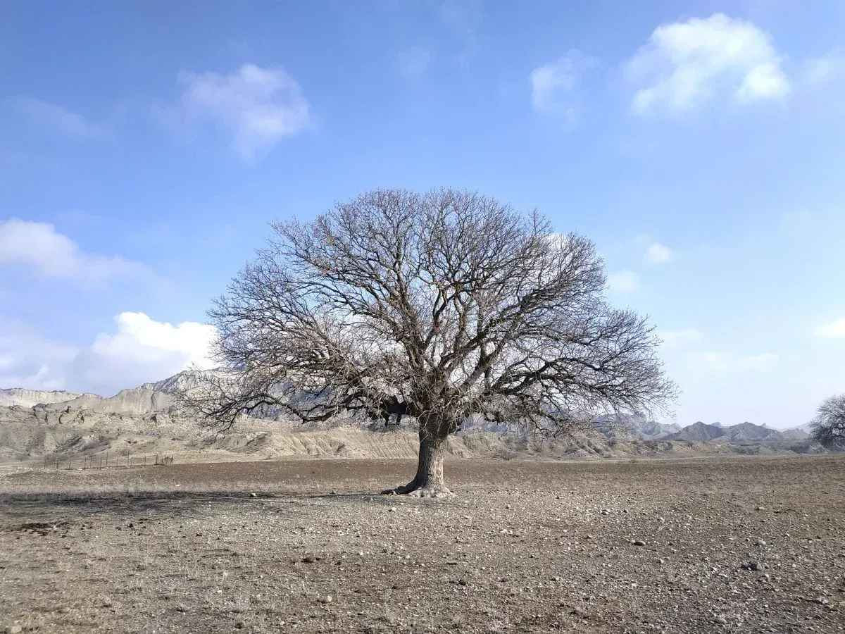 Pistachio tree at Vashlovani National Park