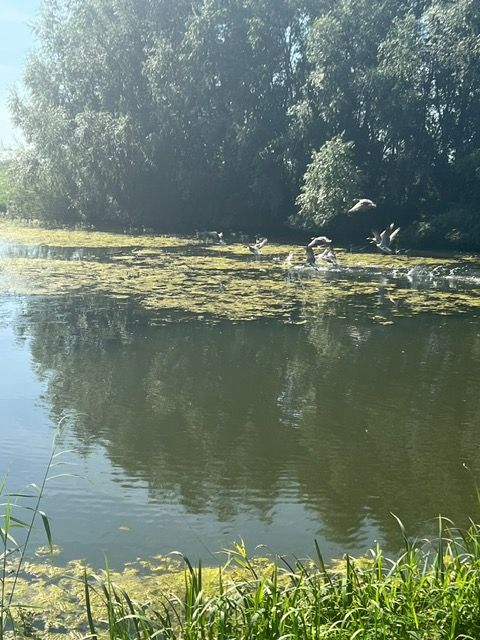 Wandelpad nabij Studio de Limes