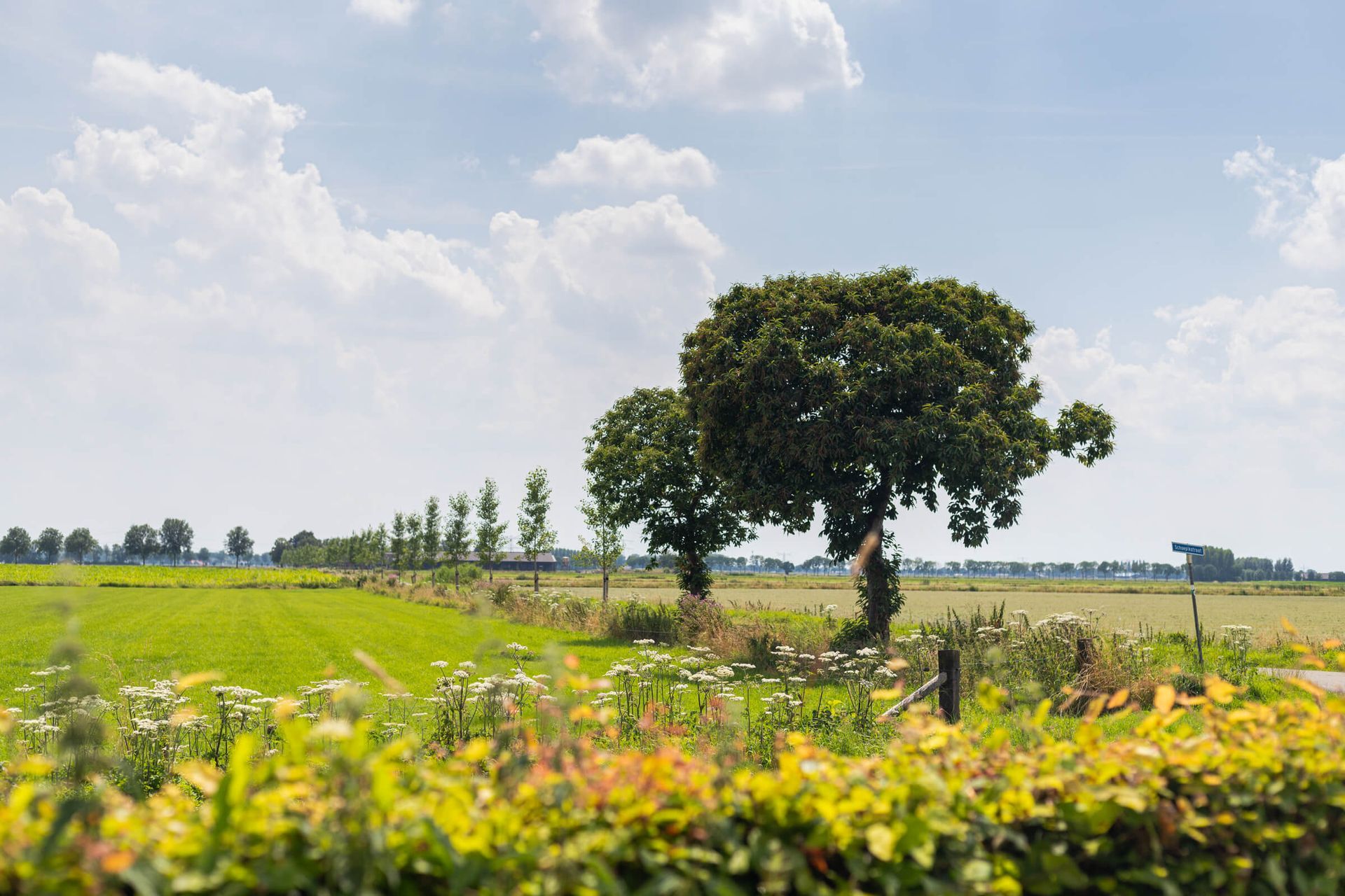Kleurrijke natuur om de studio heen