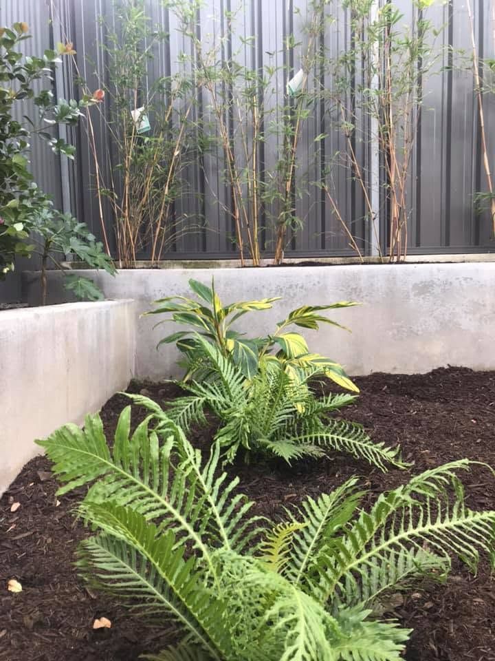 Small garden bed with green ferns and shrubs beside a gray fence and concrete planter wall.