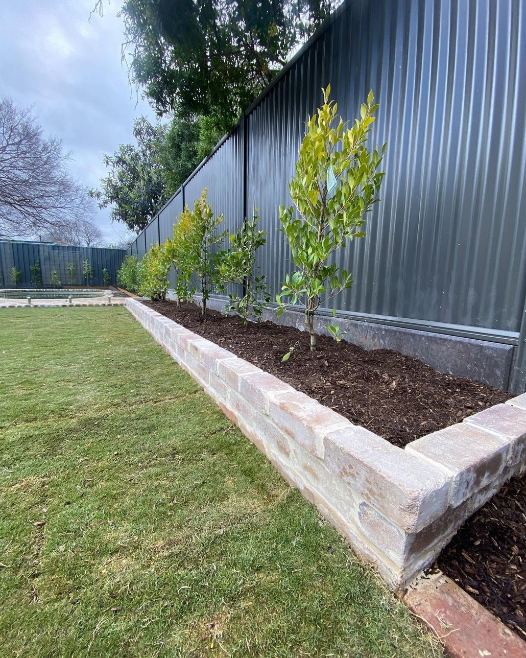 Raised garden bed with young shrubs along a gray corrugated fence beside a grassy yard. Raised garden bed with young shrubs along a gray corrugated fence beside a grassy yard.