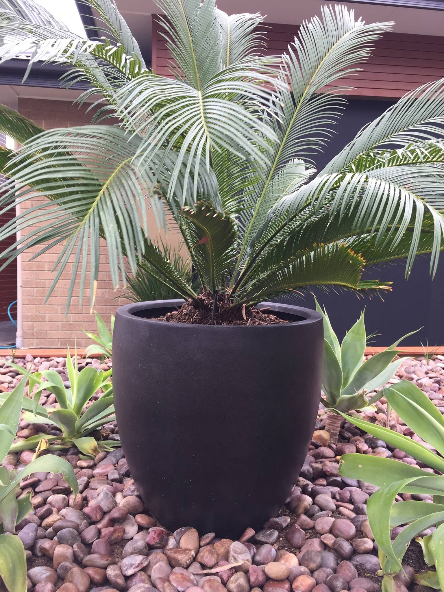 Potted palm in a black planter on a gravel bed beside a brick building Potted palm in a black planter on a gravel bed beside a brick building