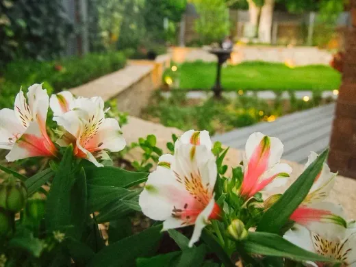 White and pink flowers blooming in a garden with a blurred stone path and greenery White and pink flowers blooming in a garden with a blurred stone path and greenery