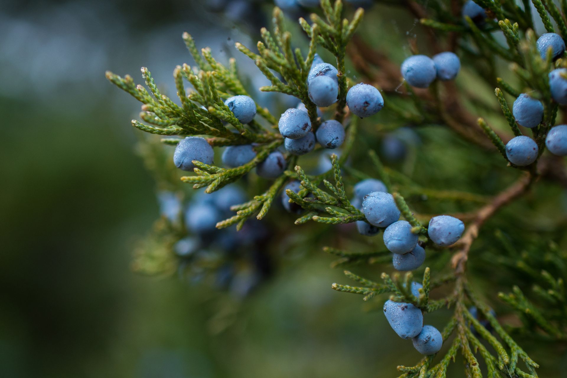 juniper berries in colorado