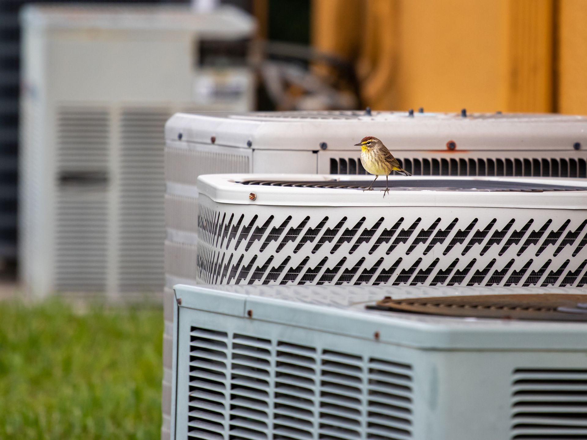 Palm Warbler Songbird sitting on an air conditioner that runs constantly during Florida summer heat.