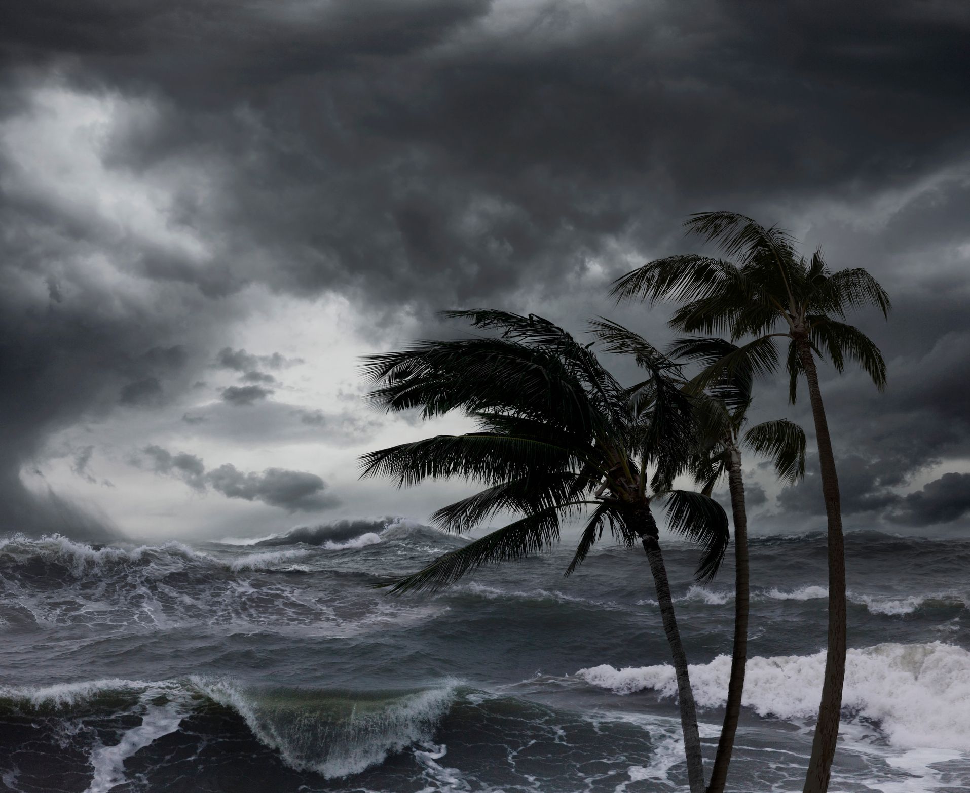 I tropical hurricane of the ocean with palm trees in Stuart, FL.