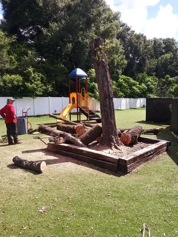 Backyard with a fallen tree on a raised border, a red-shirted person nearby, and a small playground in the background