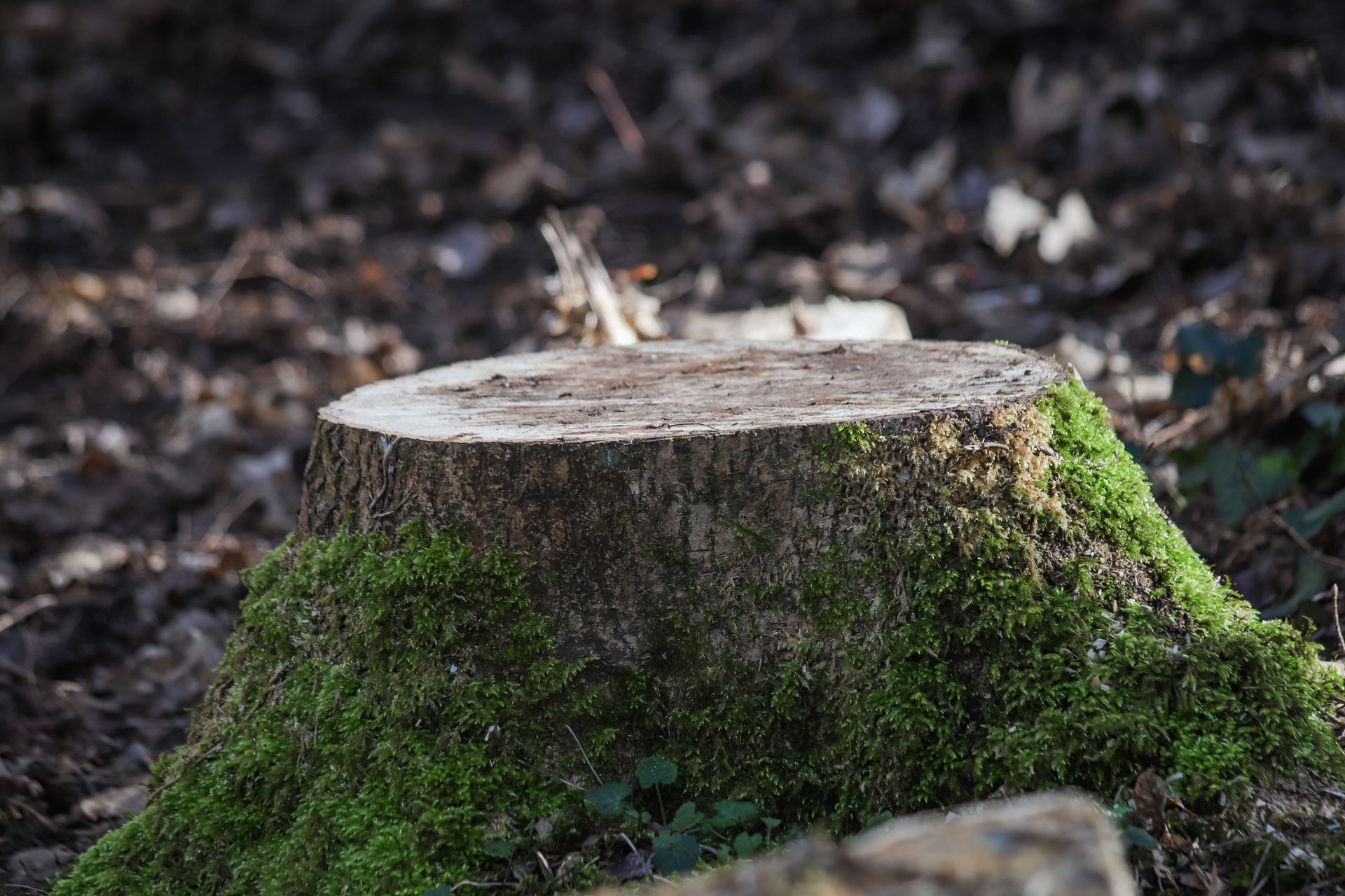 Tree stump with moss in a forest clearing