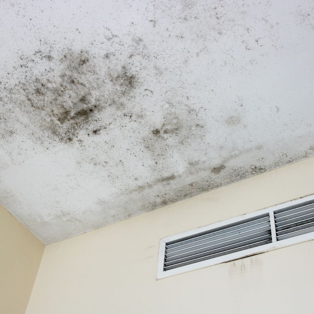 Mold Removal