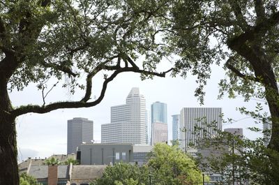 A tree with a city skyline in the background